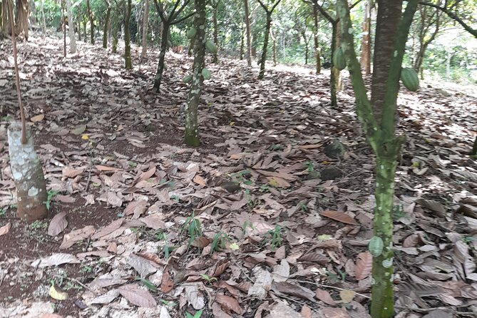 1 Day cocoa farm tour - Key points to know before you book