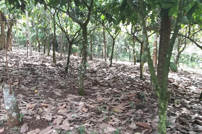 1 Day cocoa farm tour - Is $349.94 per person good value?