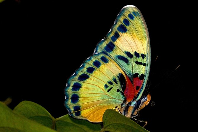 14 Day Ghana Butterfly Tour - Six details that shape the experience
