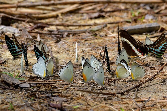 14 Day Ghana Butterfly Tour - Why Ghana works so well for butterfly watching