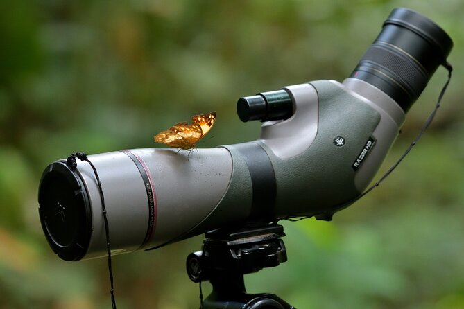 14 Day Ghana Butterfly Tour - Days 4 and 5: Bobiri’s famous butterfly sanctuary