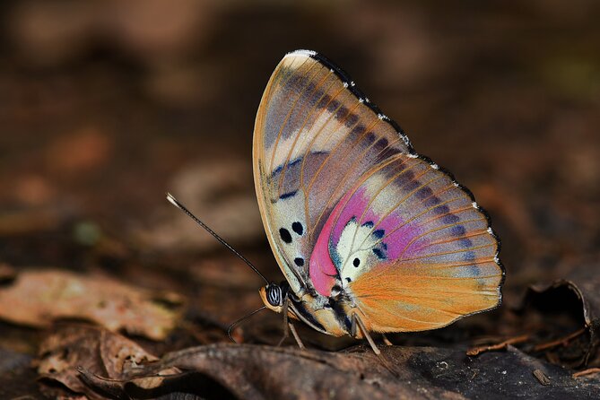 14 Day Ghana Butterfly Tour - Days 6 to 8: Three days at Kwabena Sam Forest