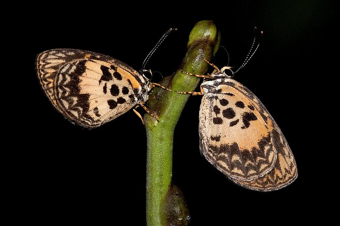 14 Day Ghana Butterfly Tour - Day 9: Swallowtails and Pashas at Kakum
