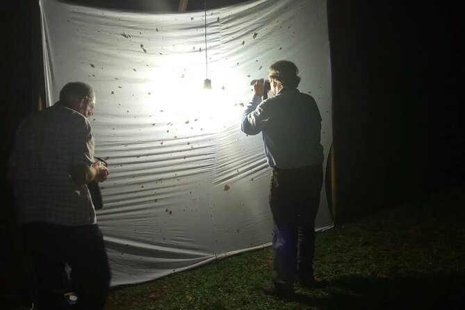 14 Day Ghana Butterfly Tour - Days 10 to 13: Wet forest specialties in Ankasa