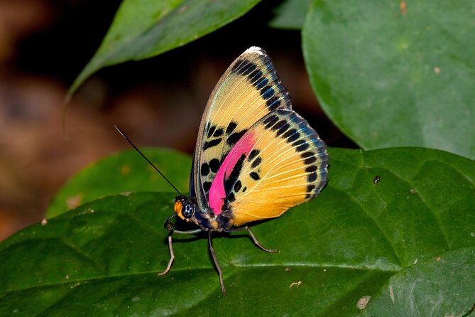 14 Day Ghana Butterfly Tour - Day 13 near Elmina: A smaller forest with a different mix