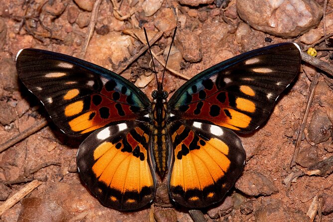 14 Day Ghana Butterfly Tour - Days 2 and 3: Rare species in the Atewa Range