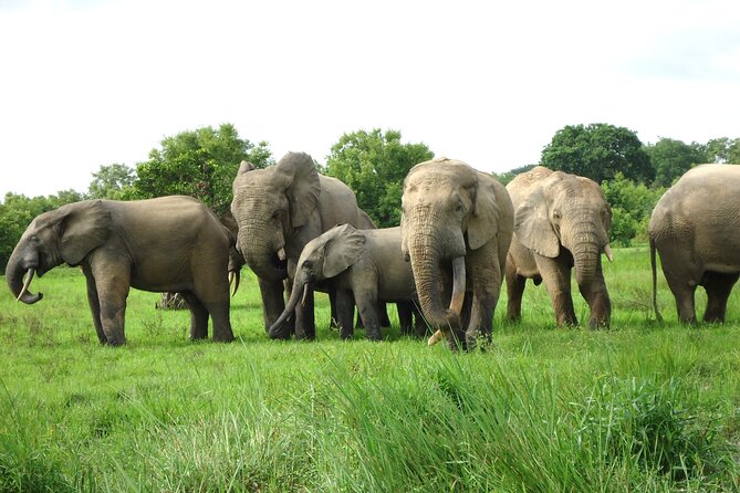 15-Day Ghana Wildlife Private Tour - Key points worth knowing