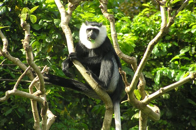 15-Day Ghana Wildlife Private Tour - From Accra to Shai Hills on the first day
