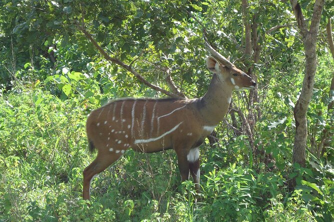 15-Day Ghana Wildlife Private Tour - New Edubiase connects wildlife with local conservation