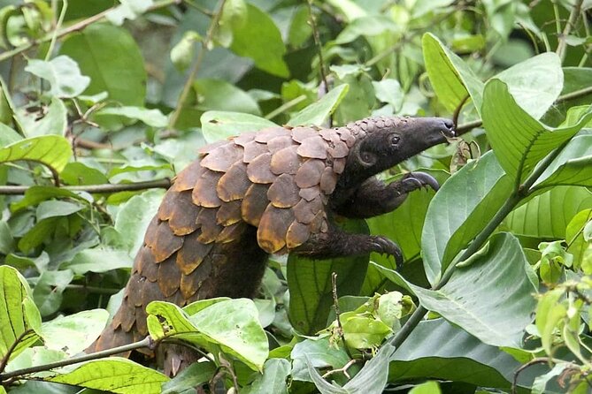 15-Day Ghana Wildlife Private Tour - The long transfer north to Mole National Park