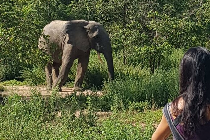 2 Days (1 night) Elephants Safari at Mole Park with Round - trip flights - The walking safari gives Mole a different rhythm