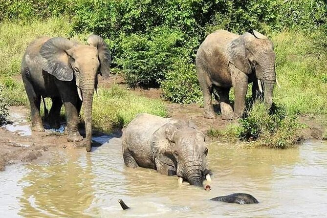 2 Days (1 night) Elephants Safari at Mole Park with Round - trip flights - Larabanga Mosque adds a cultural stop