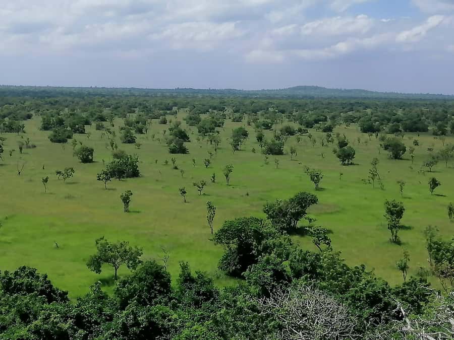3 Days Elephant Safari at Mole Park with round trip flights - What to pack and what to expect