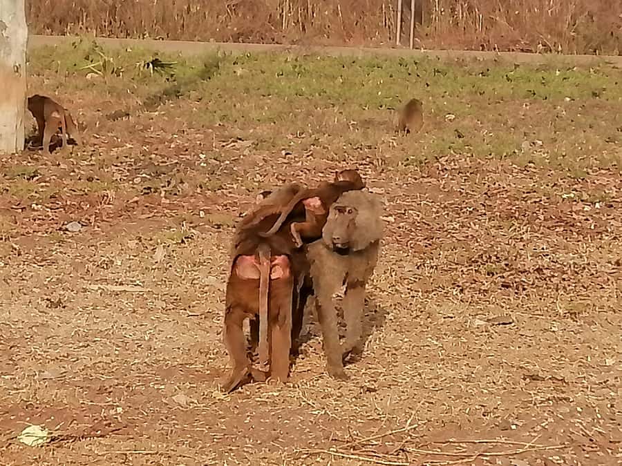 3 Days Elephant Safari at Mole Park with round trip flights - Walking and driving among Mole’s elephants