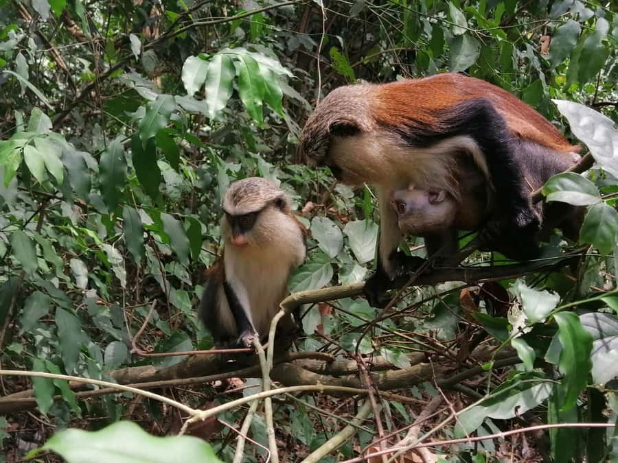 3 Days Elephant Safari at Mole Park with round trip flights - A private group with an English-speaking guide