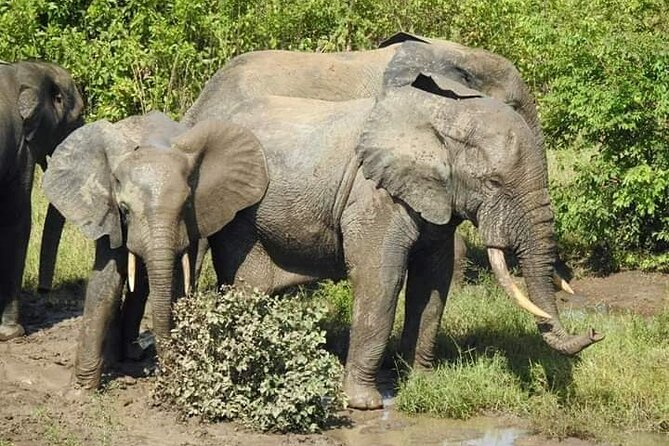 3 Days Elephants Safari at Mole Park with Round - trip flights - Day two: walking through Mole and watching for elephants