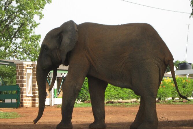 3 Days Elephants Safari at Mole Park with Round - trip flights - Day three: a final jeep safari and the road back to Tamale