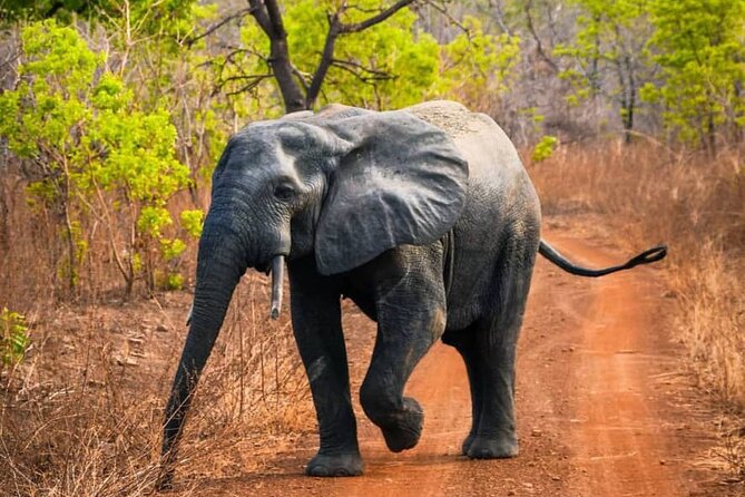 3 Days Sunrise Elephant Safari-Mole Park with -Round Trip Flight - The guide and private service