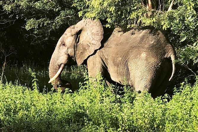 3 Days Sunrise Elephant Safari-Mole Park with -Round Trip Flight - Who should book this Mole safari?