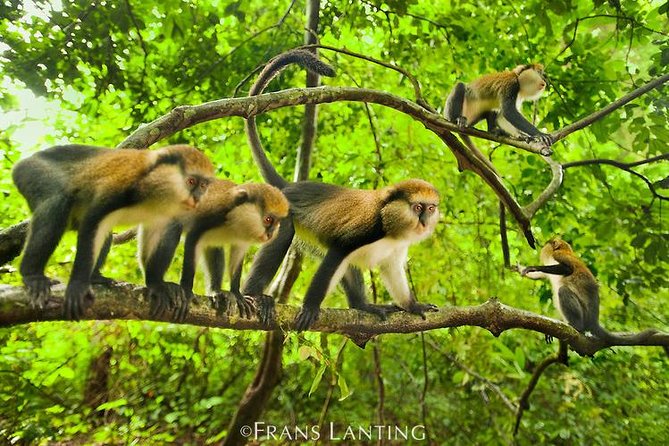 4 Days Cultural and Village Stay Experience - Day 2: Mona monkeys, colobus monkeys, and local belief