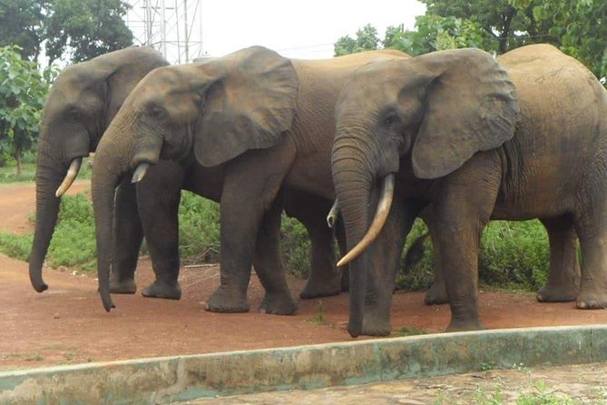 5 Days Adventurous Wildlife Safari - Flying from Accra to Tamale on day one