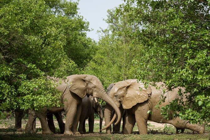 5Days Ghana Safari Tour - Five things to know before booking