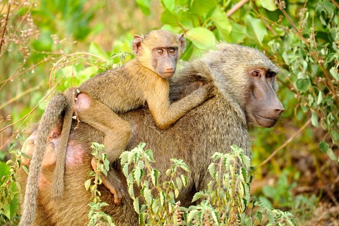 5Days Ghana Safari Tour - Why this five-day route works