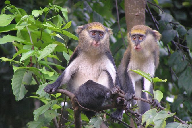 9 Day Ghana Wildlife and Culture Tour - Day 6: Ashanti buildings, Kente, Adinkra, and brass