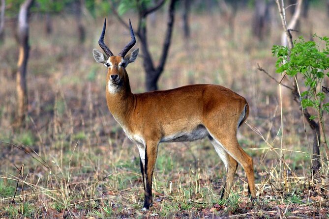 9 Day Ghana Wildlife and Culture Tour - Days 7 and 8: Ghana’s coast, memory, and rainforest