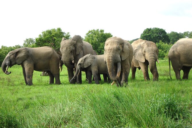 9 Day Ghana Wildlife and Culture Tour - Day 9: Fort Amsterdam and the return to Accra