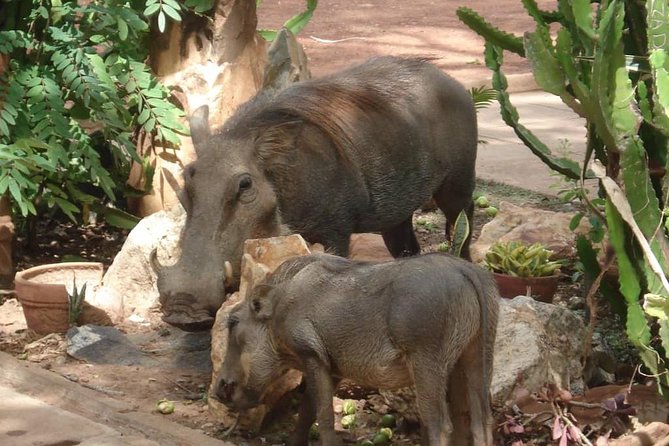 A 4 Days Cultural, Historic And Nature Tour Of Ghana's Southern Side. - Boabeng-Fiema Monkey Sanctuary and a different kind of heritage