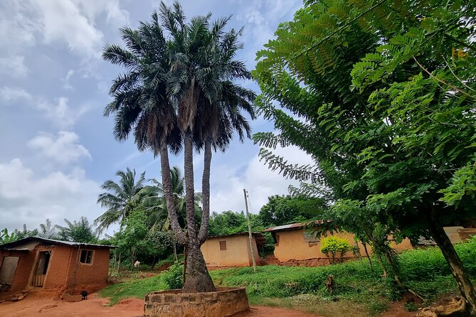 Aburi Botanic Gardens, Boti Falls,Umbrella Rock & Cocoa Farm Tour - The three-headed palm tree near Boti