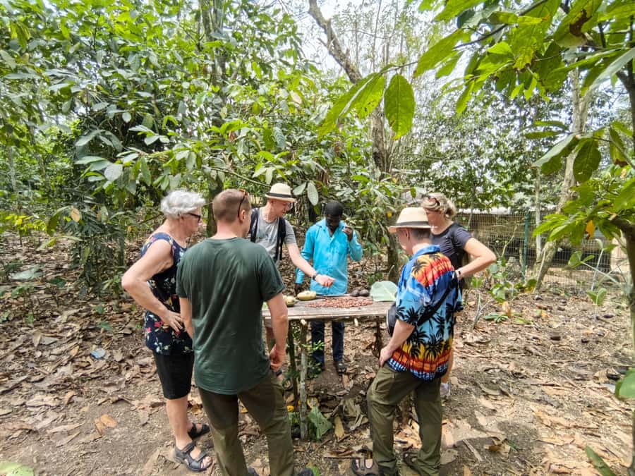 Accra: Aburi Botanical Garden, Cocoa Farm, and Waterfall … - Tracing cocoa from Tetteh Quarshie to the farm
