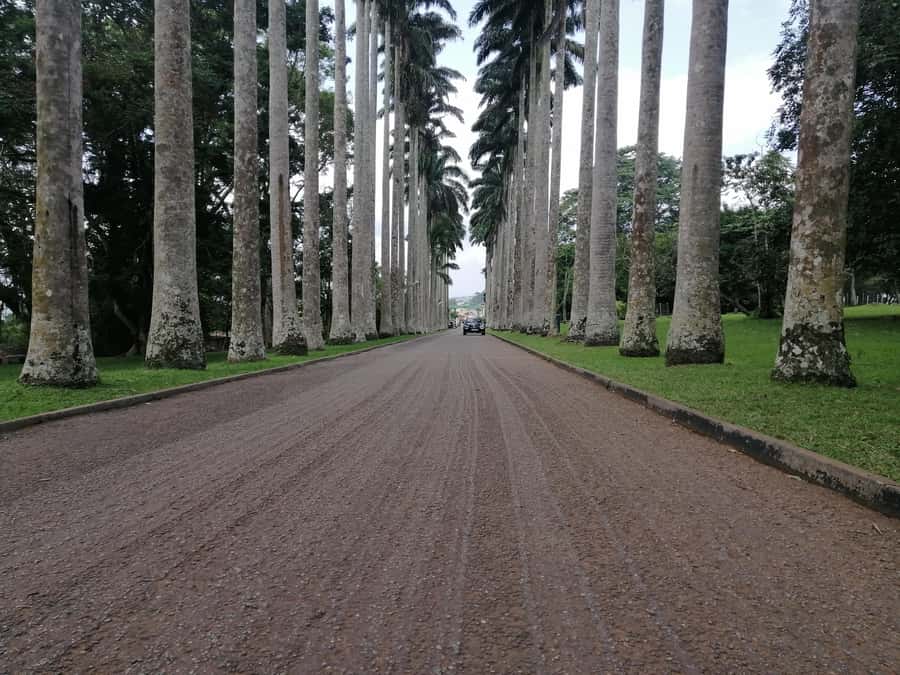 Accra: ATV quad bike, Botanical Garden, & Waterfall Tour - Aburi Botanical Gardens, where plants have a practical story