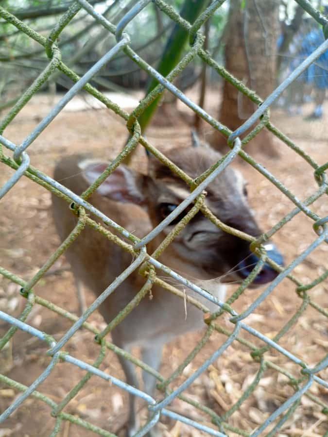 Accra City Tour with Wildlife Experience - Shopping for Ghanaian art and textiles