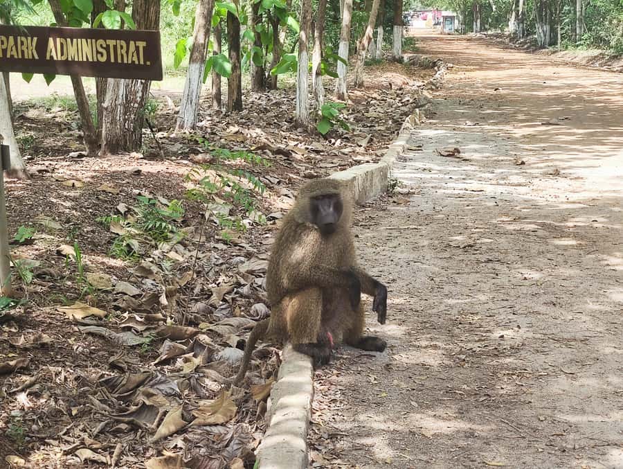 Accra: Half day private safari with pick up - Wildlife sightings: baboons, monkeys, antelopes, and birds
