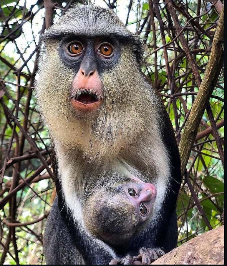 Accra: Tafi Kente Village, Monkey Sanctuary &Wli Waterfalls - Why this Volta Region day trip works