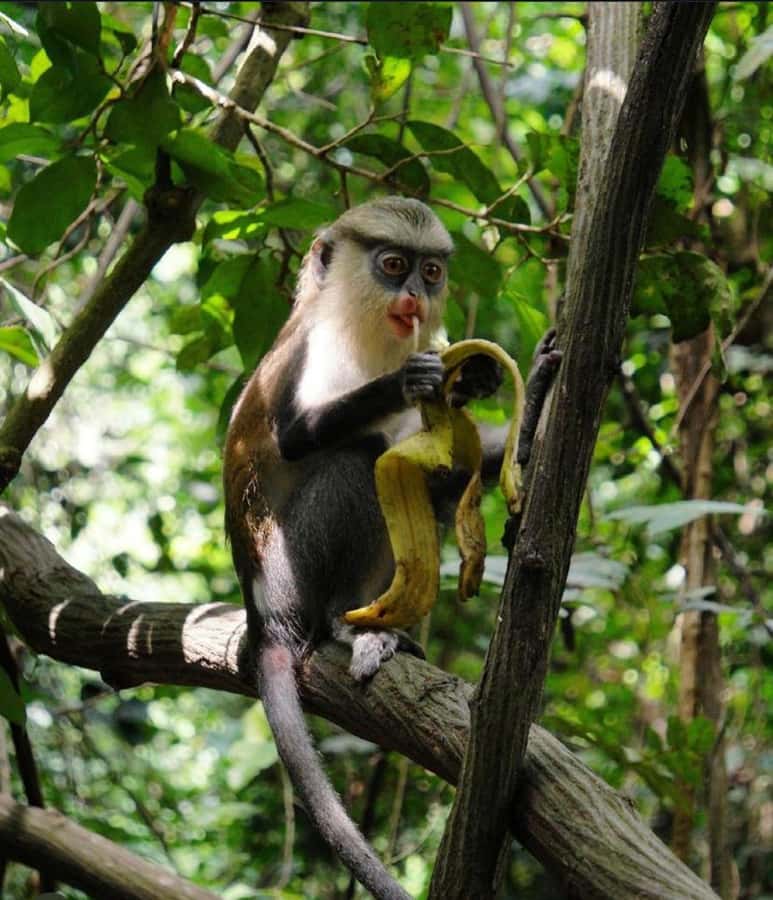 Accra: Tafi Kente Village, Monkey Sanctuary &Wli Waterfalls - Walking toward Wli Waterfalls