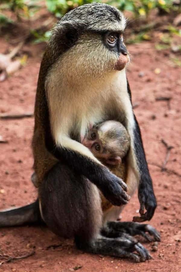 Accra: Wli falls & Mona Monkey Sanctuary - Is $235 per person a fair price?