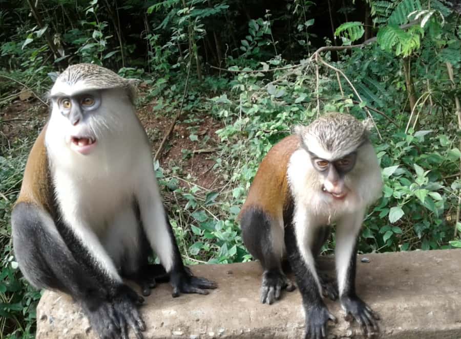 Accra: Wli falls & Mona Monkey Sanctuary - Wli Falls: Ghana’s big natural show