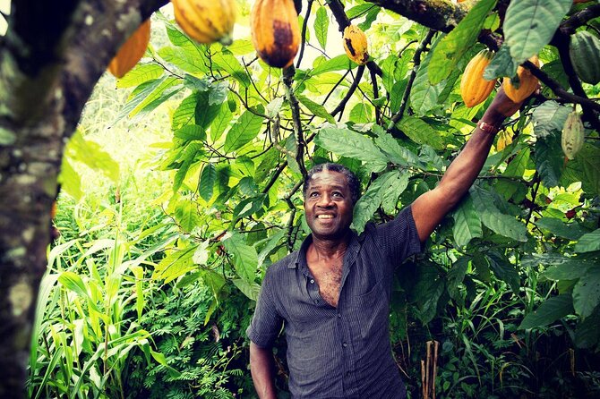 Boti Falls, Botanic Gardens, Cocoa Fam, Umbrella Rock Experience - Why this Eastern Region day trip works
