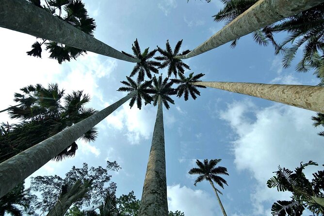 Boti Falls, Umbrella Rock, Aburi Gardens & Cocoa Farm Day Tour - From Accra to Ghana’s Eastern Region