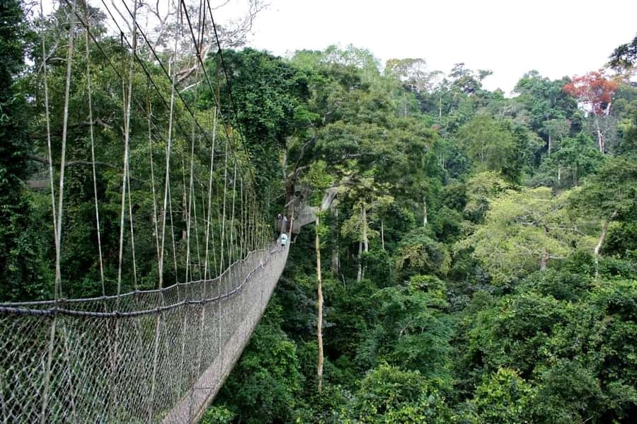 Cape Coast: Kakum National Park, Castles, & Hans Cottage - Kakum National Park and the 30-meter canopy walk