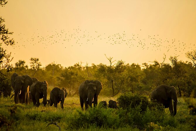 Day Adventure to Mole Park, Larabanga Mosque & Mystic Stone - What This Northern Ghana Trip Is Really Offering