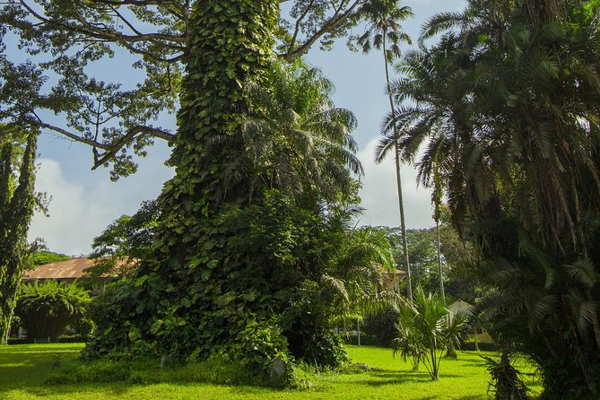 Escape Accra City to Aburi Gardens and Tetteh Quarshie Cocoa Farms - Who should book this Aburi tour?