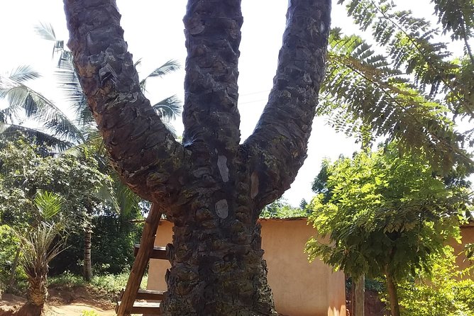 Experience Aburi Botanical Gardens And Boti Water Falls In A Day. - What The Private Format Adds