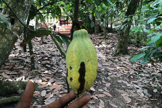 Experience Boti Waterfalls, Aburi Botanical Gardens & Tetteh Quarshie Cocoa Farm - Who will enjoy this Ghana countryside trip?
