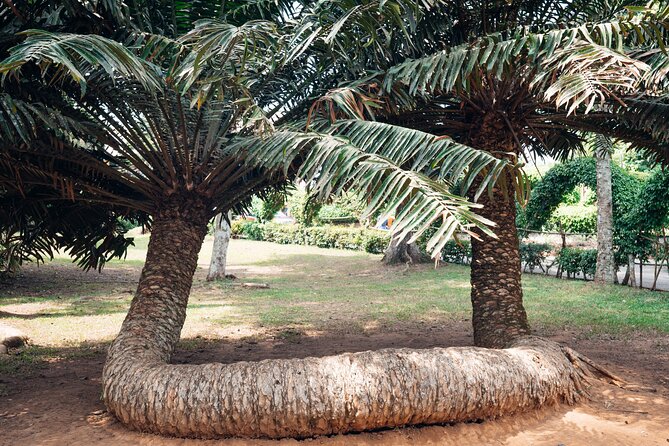Explore Aburi Botanical Gardens And Boti Falls - What the private vehicle and pickup really add