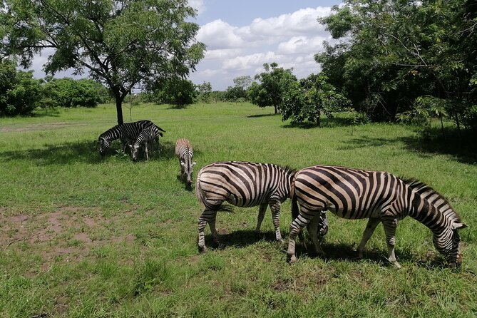Full-Day Accra Safari and Boat Cruise Private Tour - Shai Hills: wildlife close to the capital