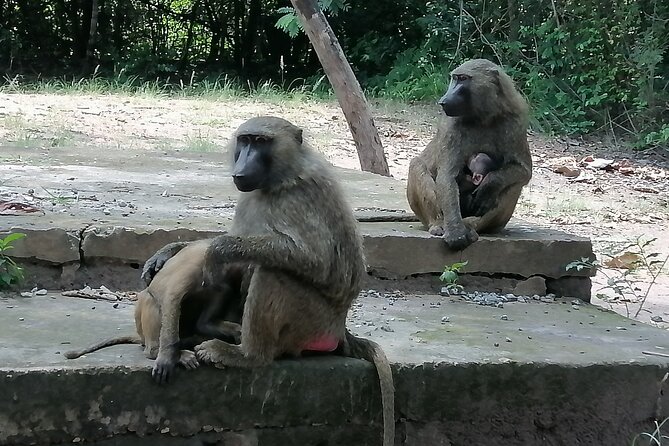 Full-Day Accra Safari and Boat Cruise Private Tour - Lunch by the lake, with a few limits
